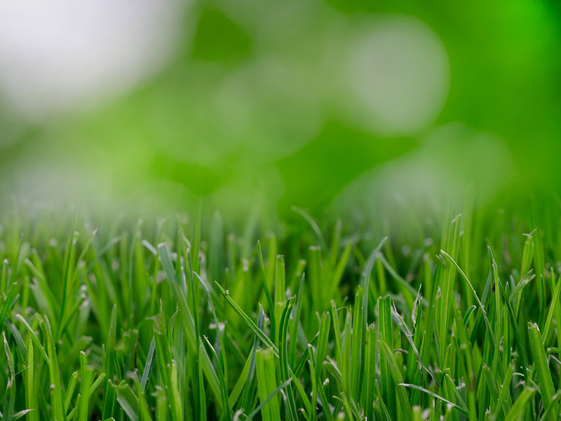 Vooraanzicht van lange groene grassprieten